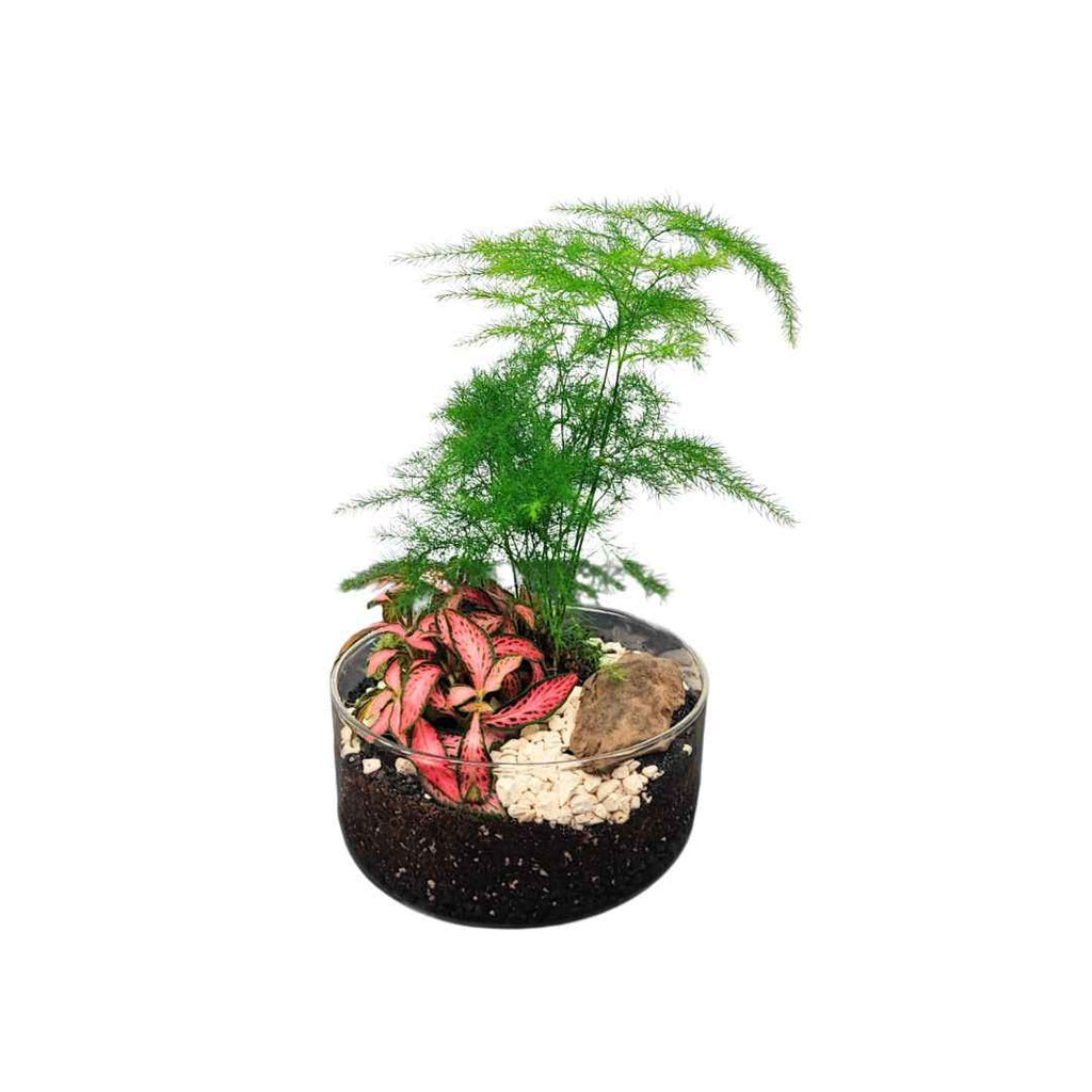 Terrarium Téa con piante verdi