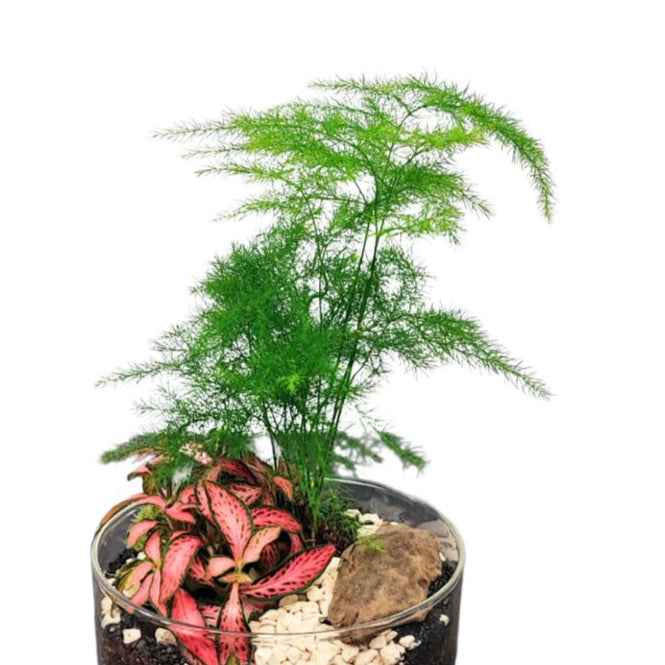 Terrarium Téa con piante verdi