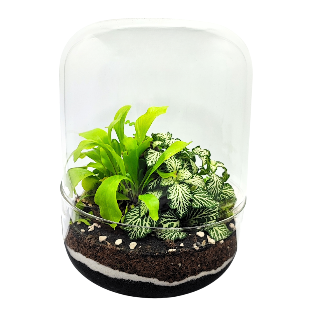 Terrarium con piante verdi