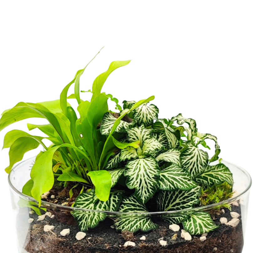 Terrarium con piante verdi