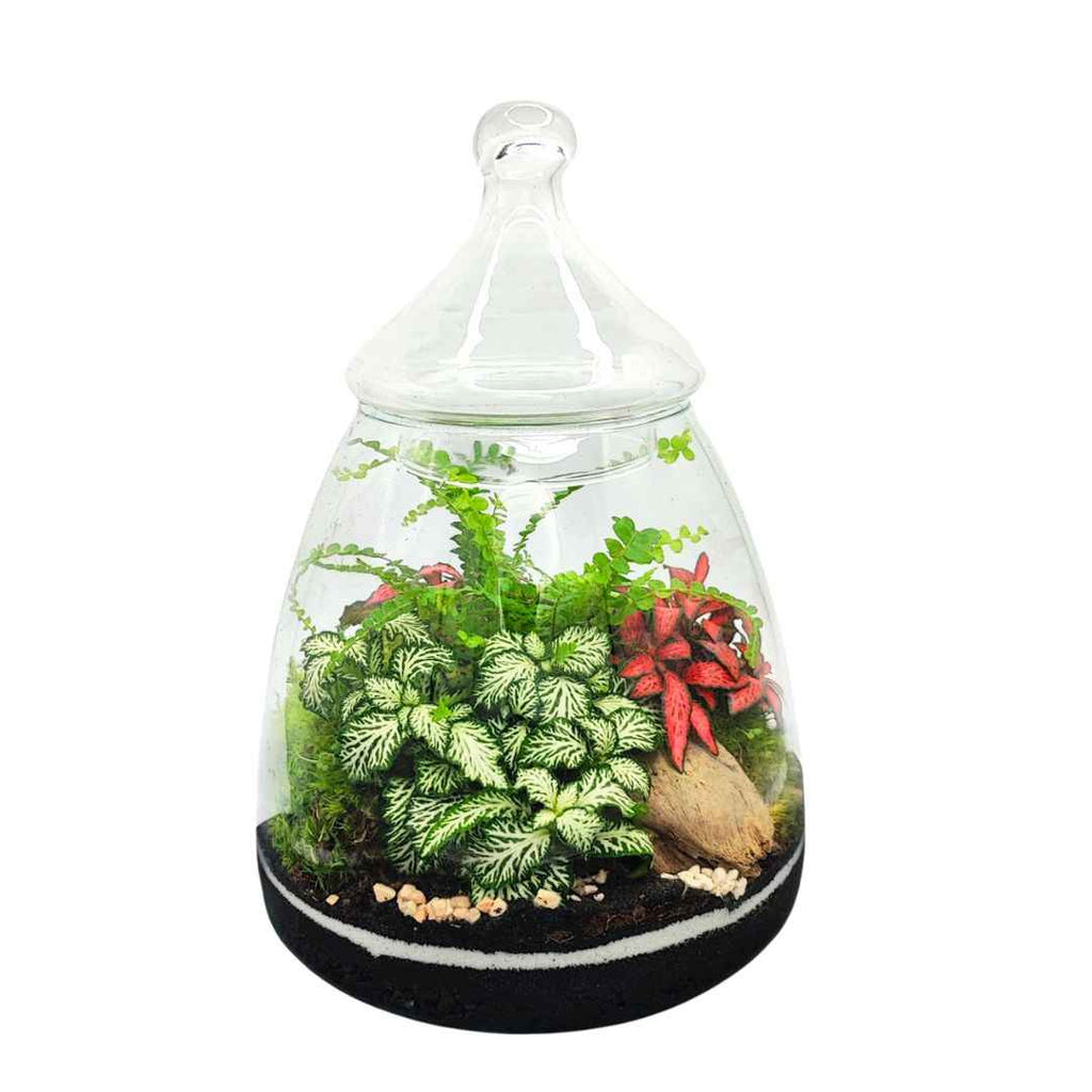 Terrarium Eternal Bloom 046 - Nootje store