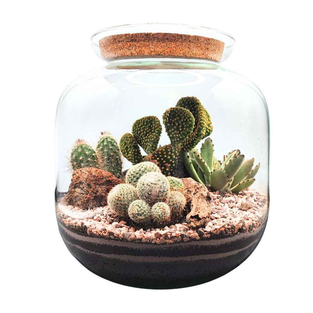 Terrarium Irene con piante grasse