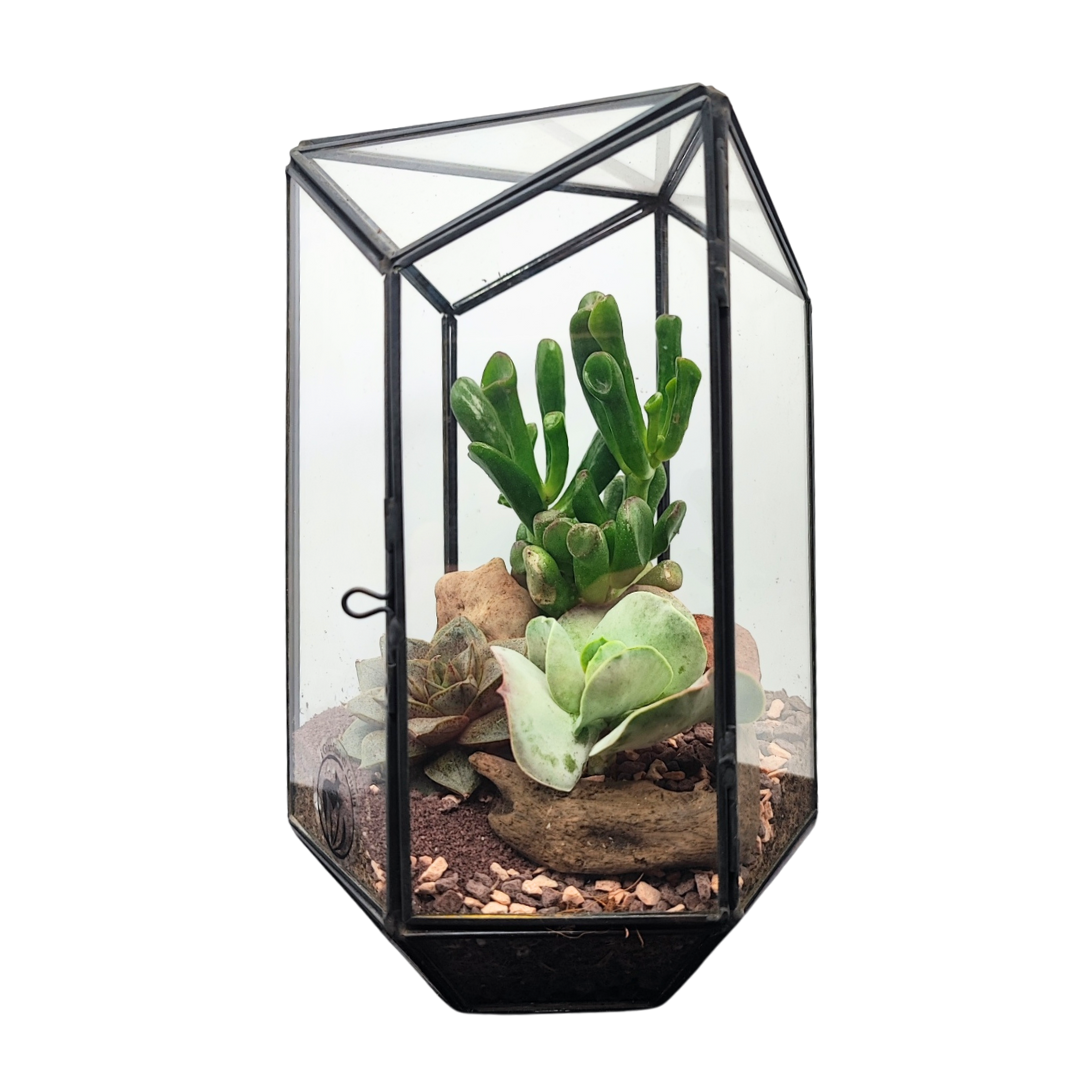 Terrarium geometico Iris con piante grasse