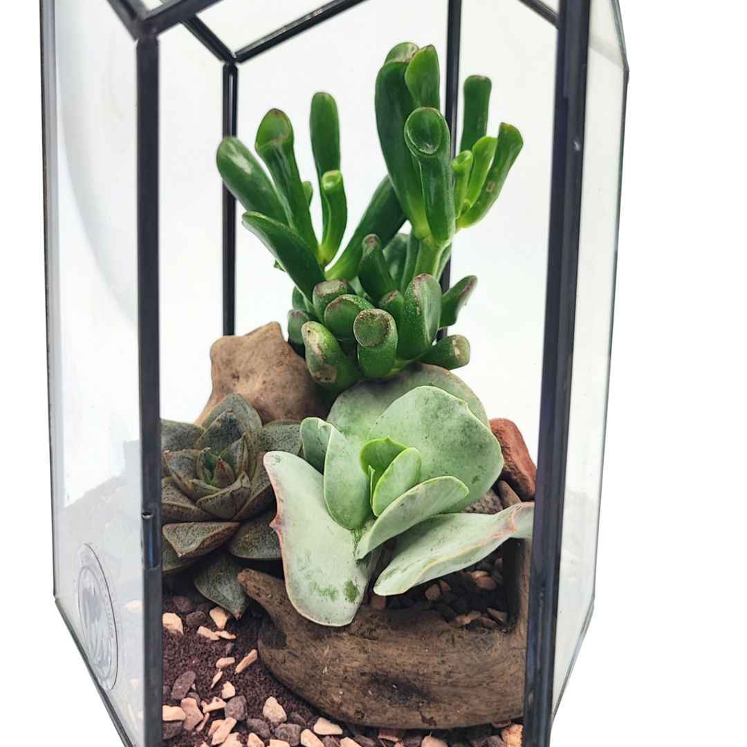 Terrarium geometico Iris con piante grasse