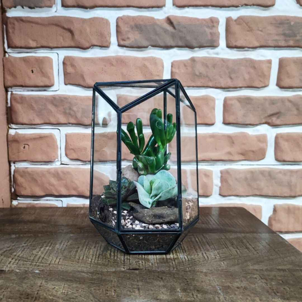 Terrarium geometico Iris con piante grasse