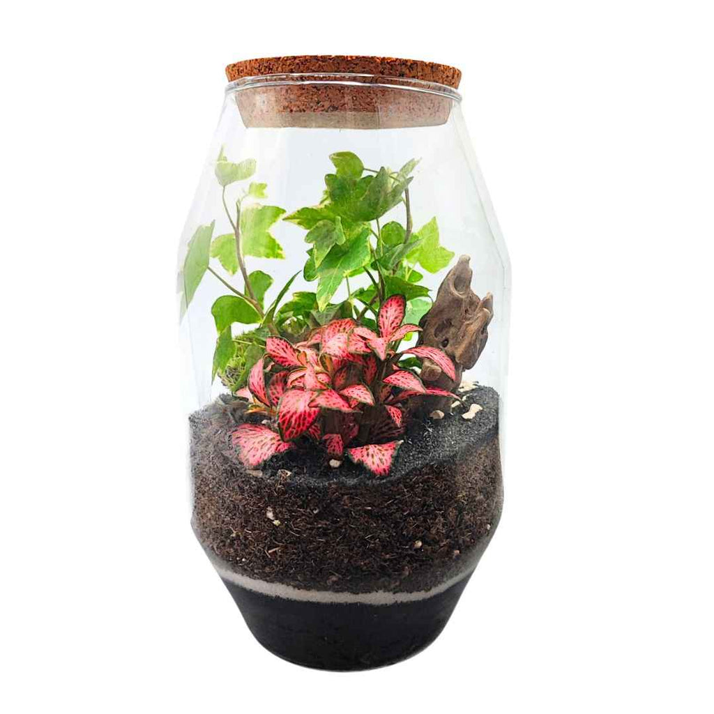 Terrarium Alessia 058 - Nootje store