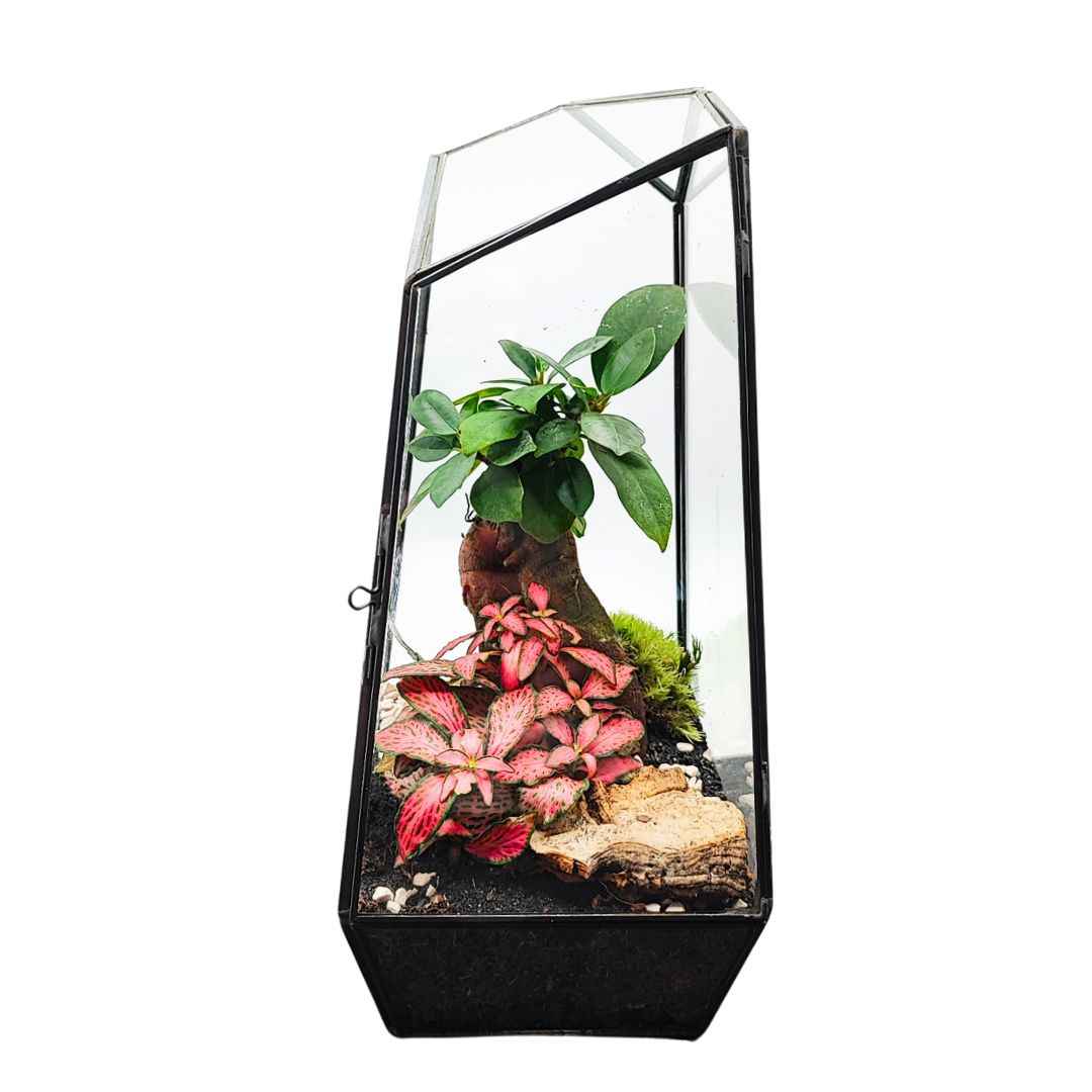 Terrarium Diamante 068V - Nootje store