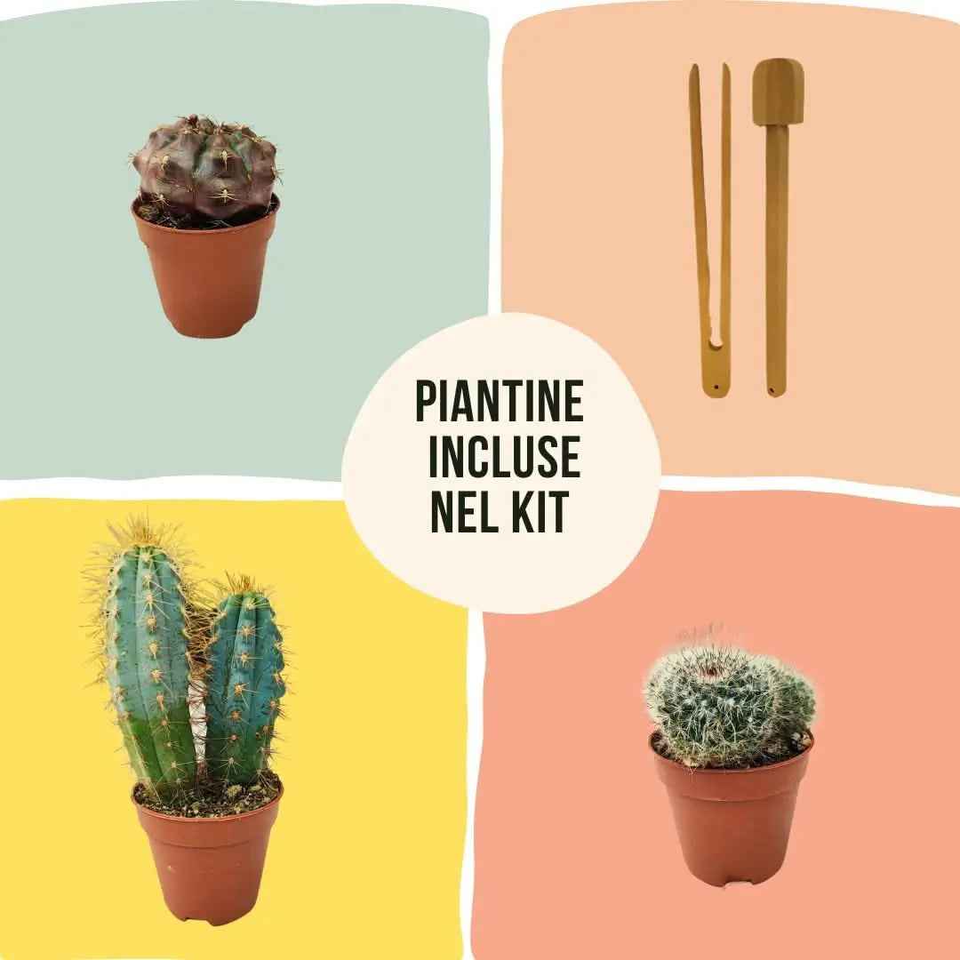 Kit Terrarium Geometrico Fai Da Te Giada Piante grasse - Nootje store