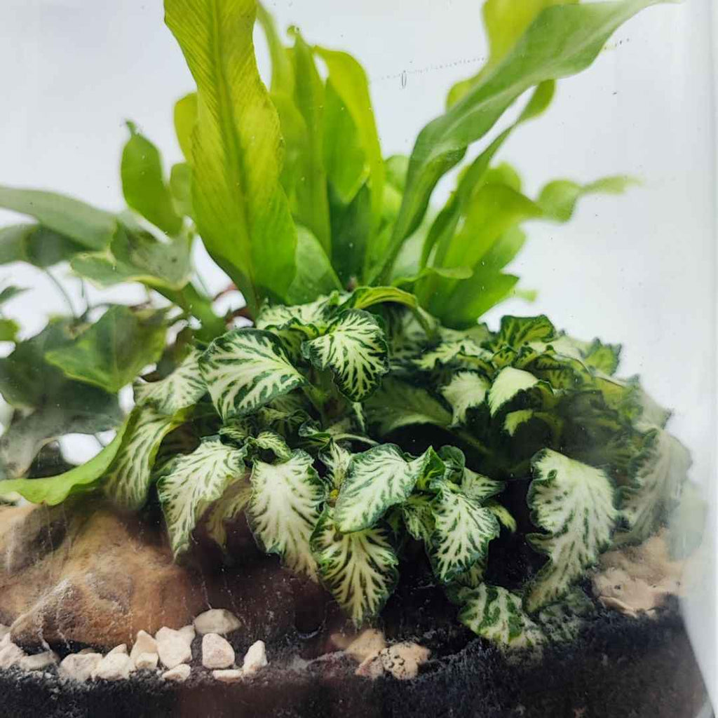 Terrarium Zefira con piante verdi