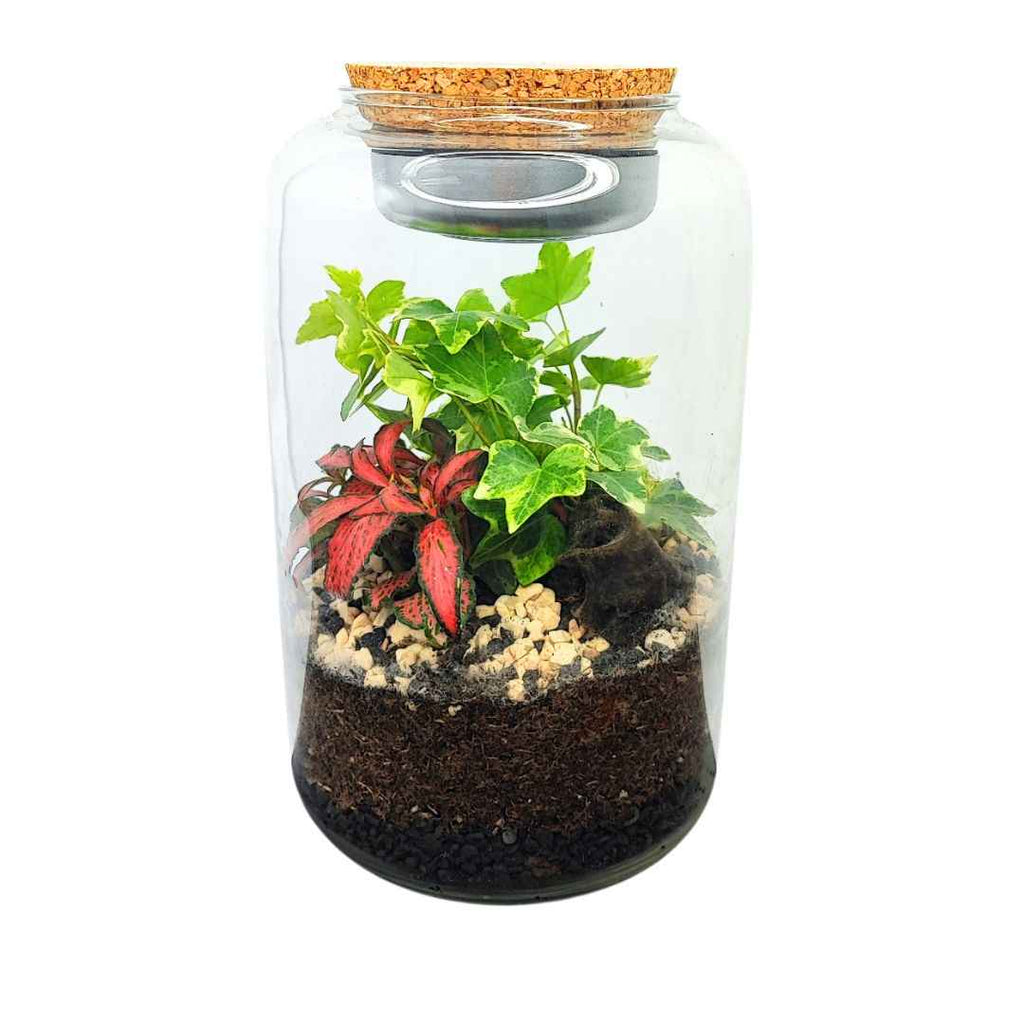 Terrarium Lumina - Nootje store