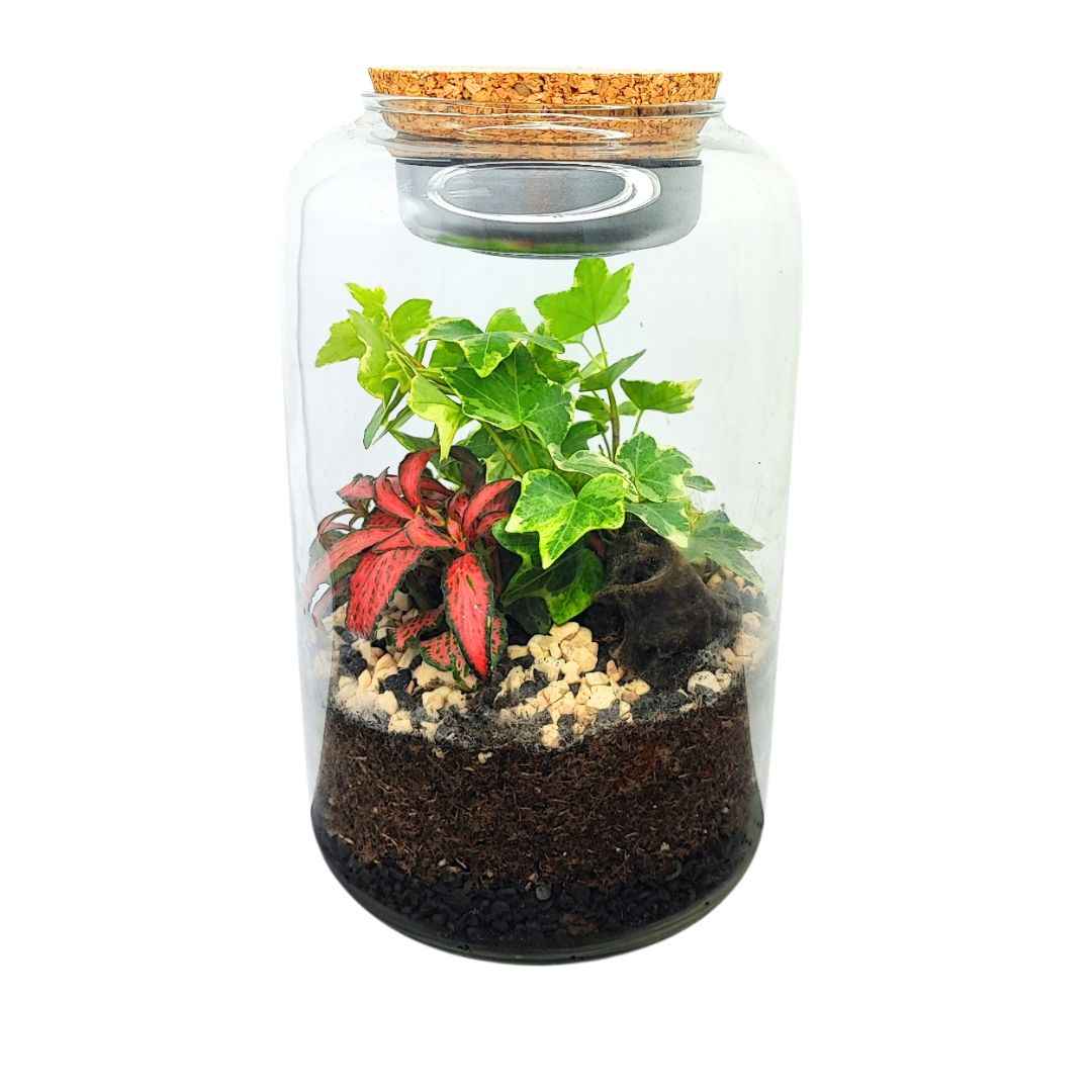 Terrarium Lumina - Nootje store