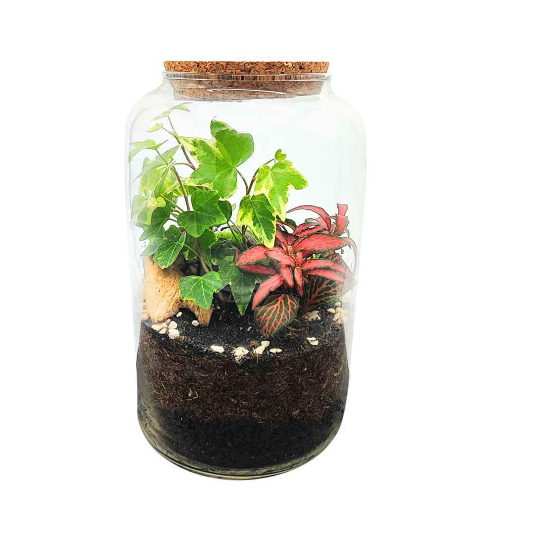 Terrarium Esotico Mini Giardino 015A - Nootje store