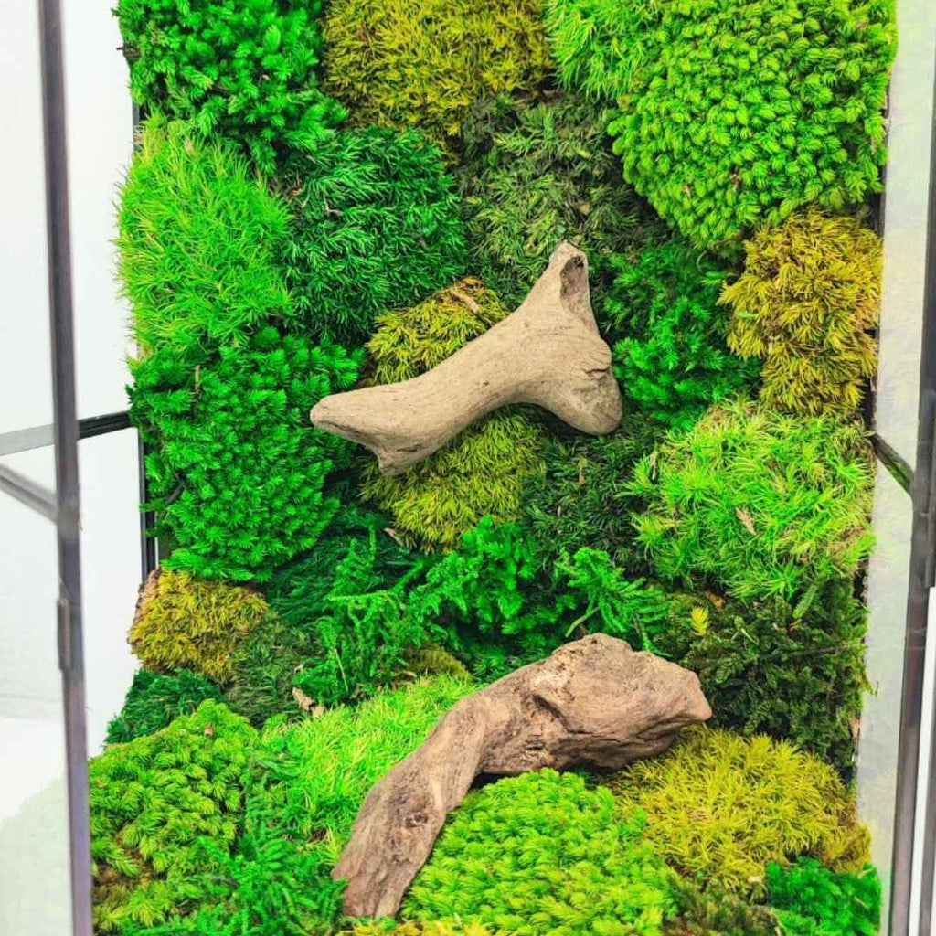 Terrarium Lanterna Verde geometrico con muschio stabilizzato