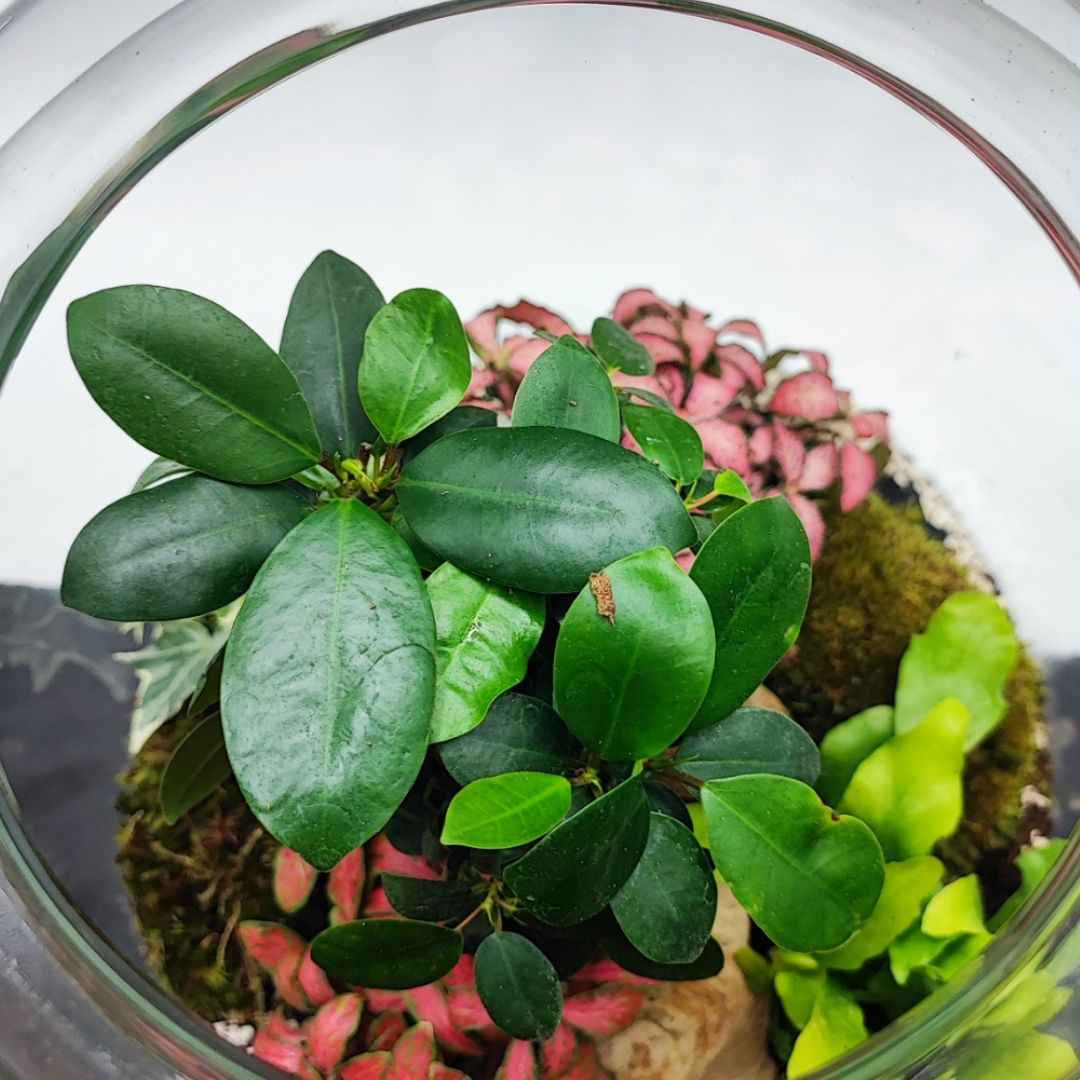 Terrarium Eli con piante verdi