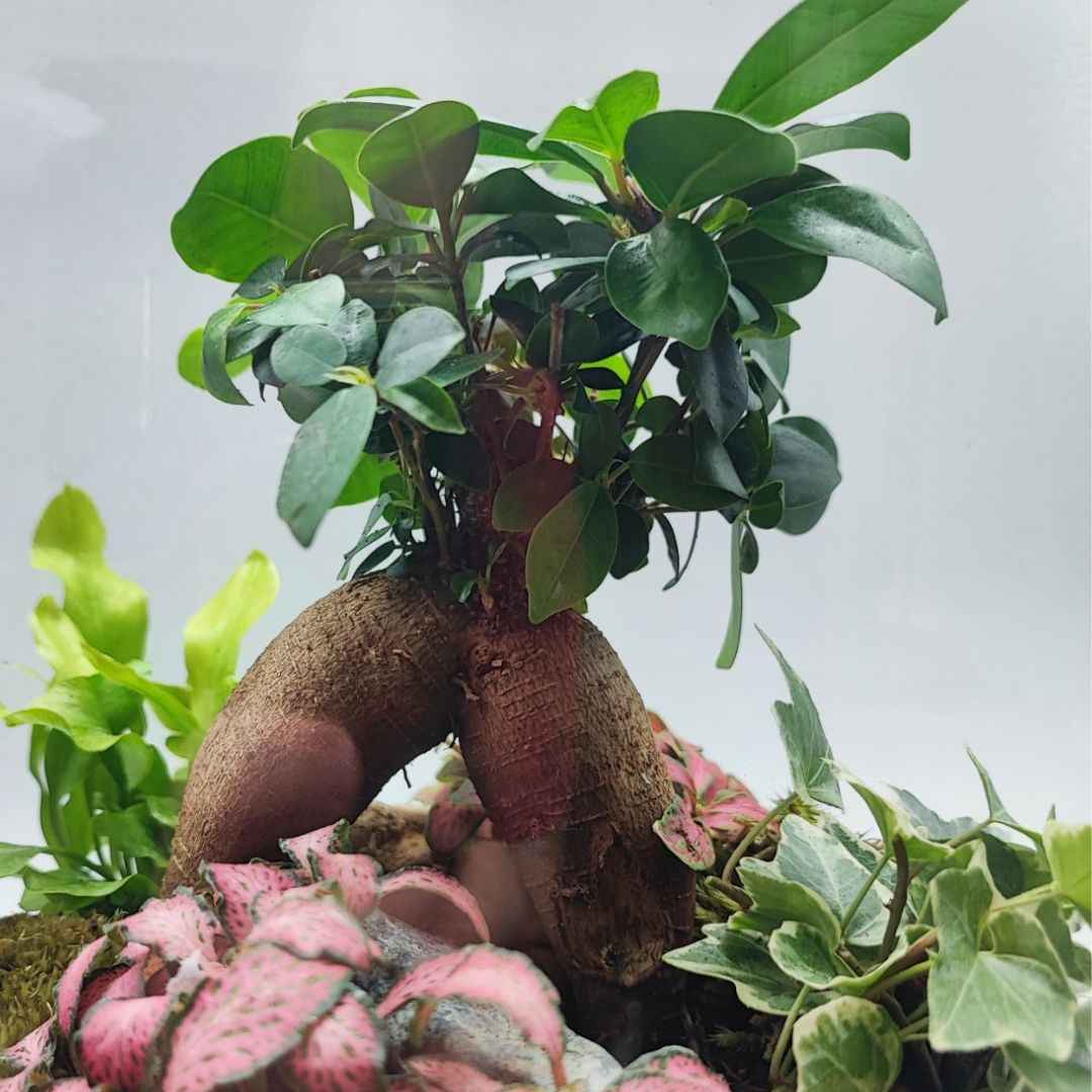 Terrarium Eli con piante verdi