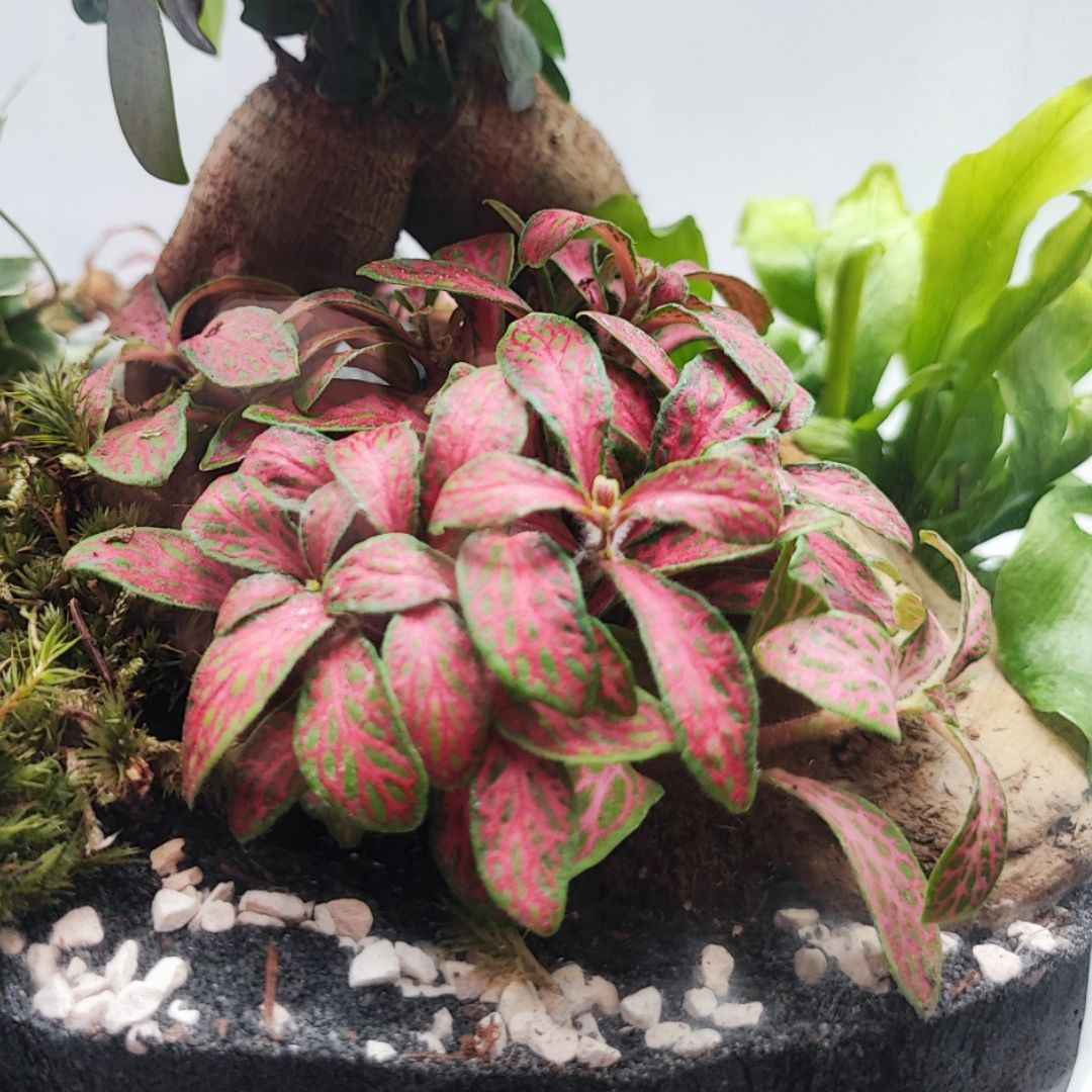 Terrarium Eli con piante verdi