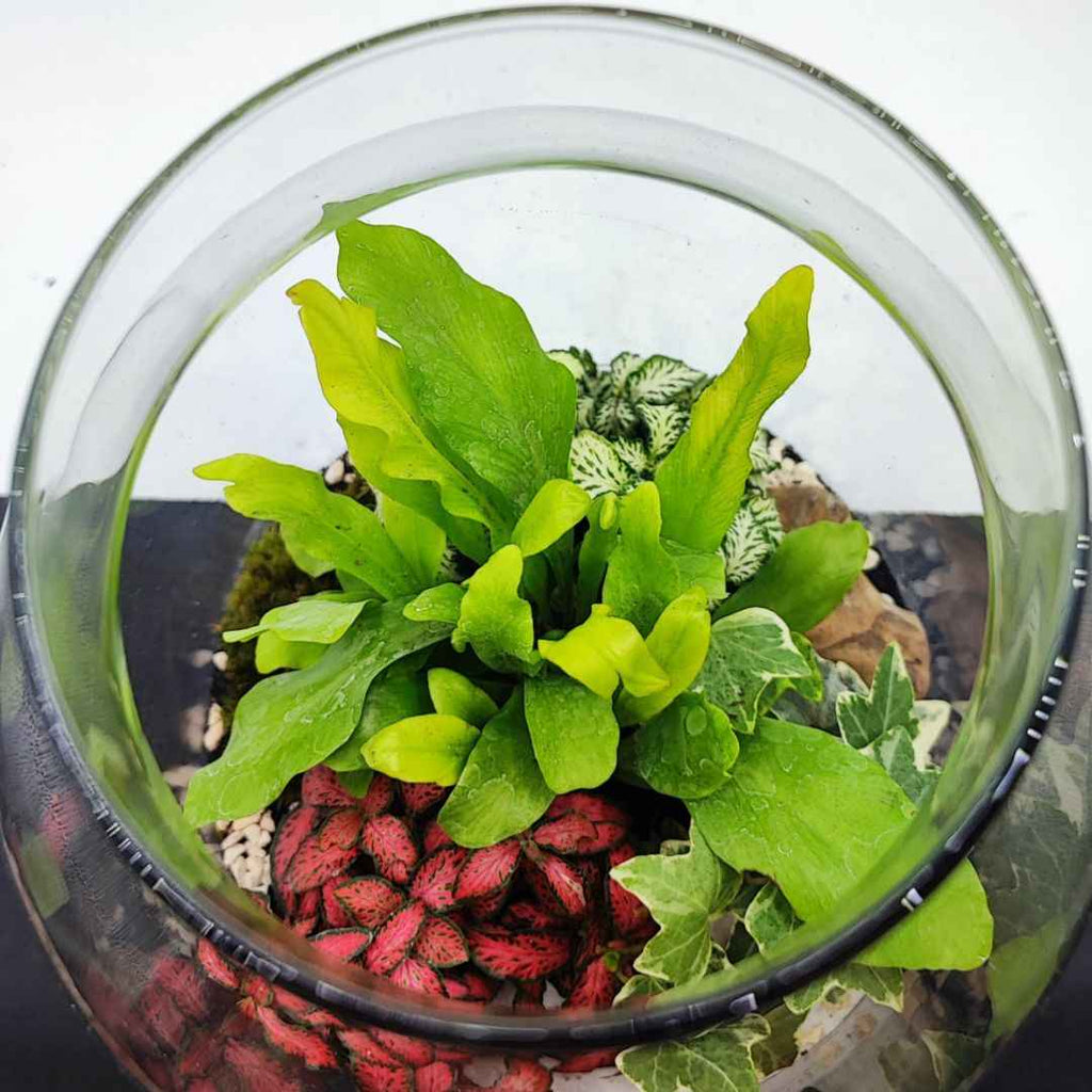 Terrarium Zefira con piante verdi