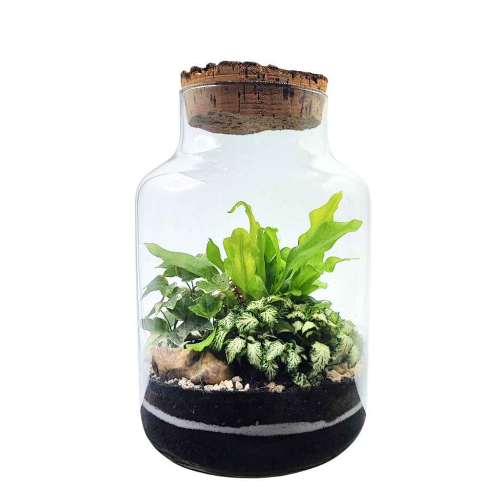 Terrarium Zefira con piante verdi