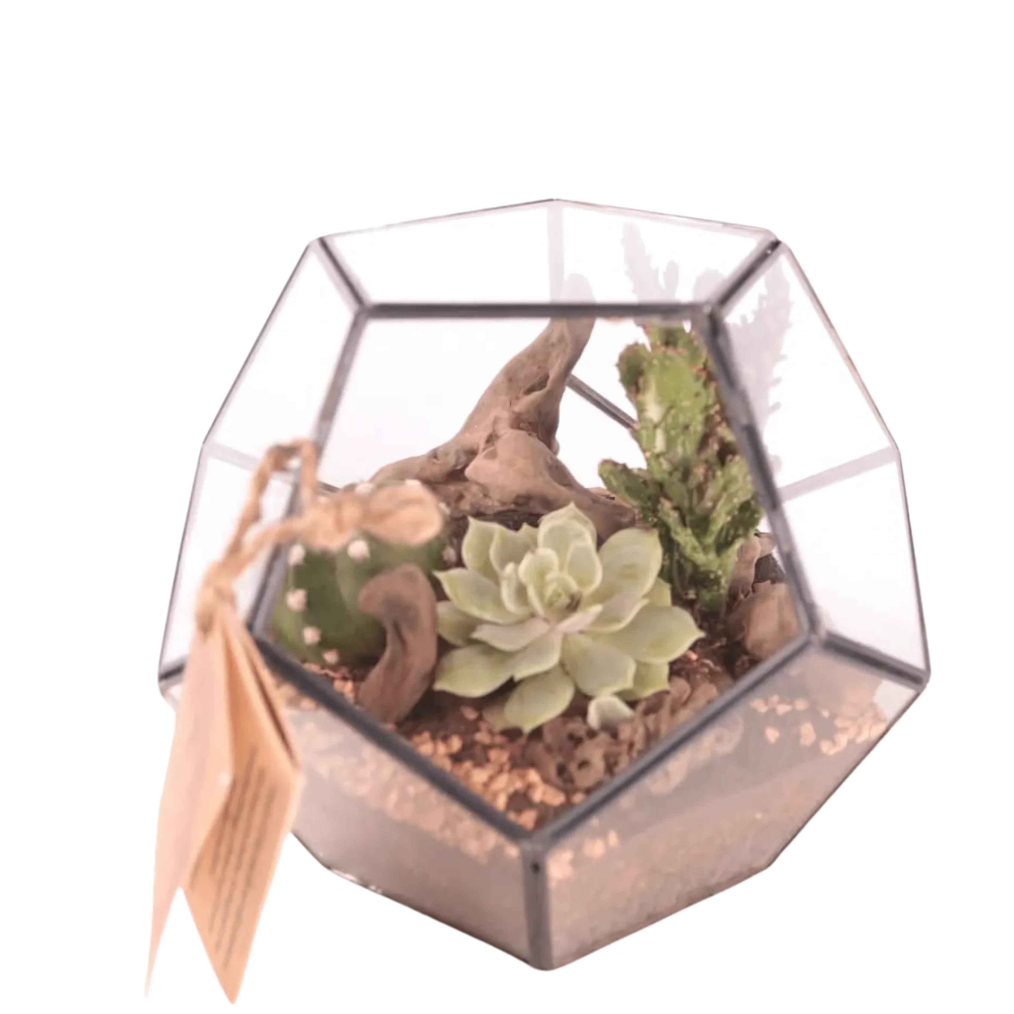 Terrarium Geometrico con Piante Grasse - Nootje store