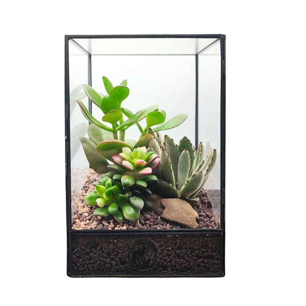 Terrarium geometrico Elisa con piante grasse