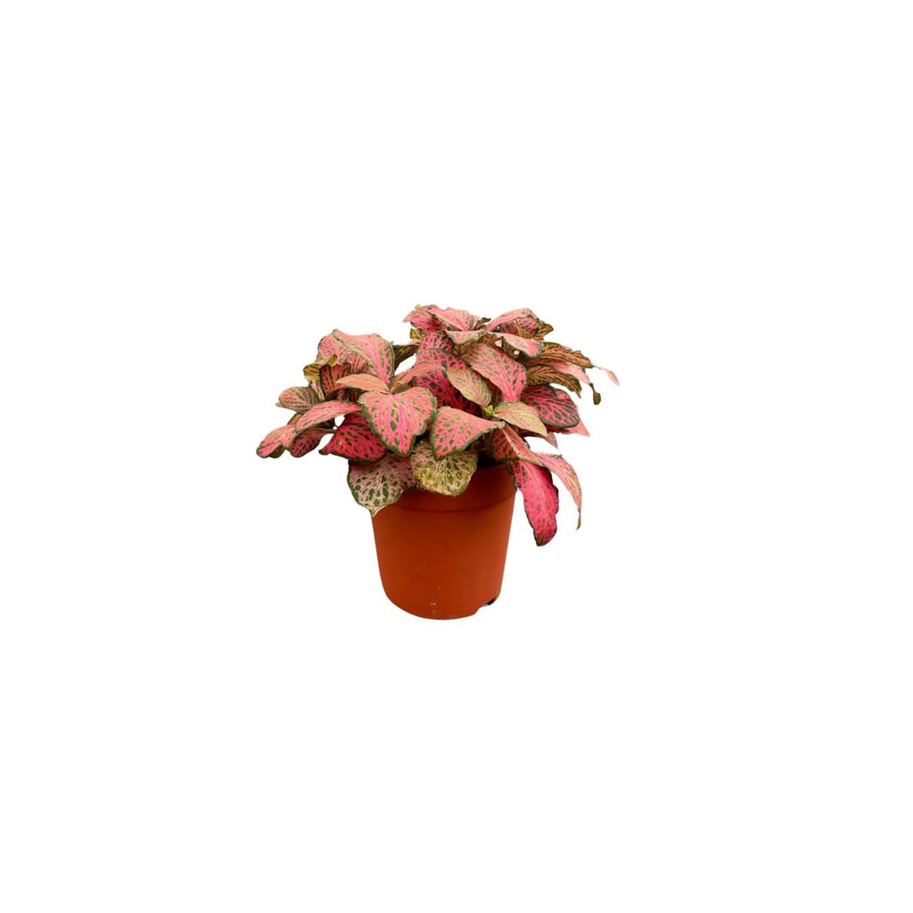 KIT 4 PIANTE PER  TERRARIUM EASY1 - Nootje store