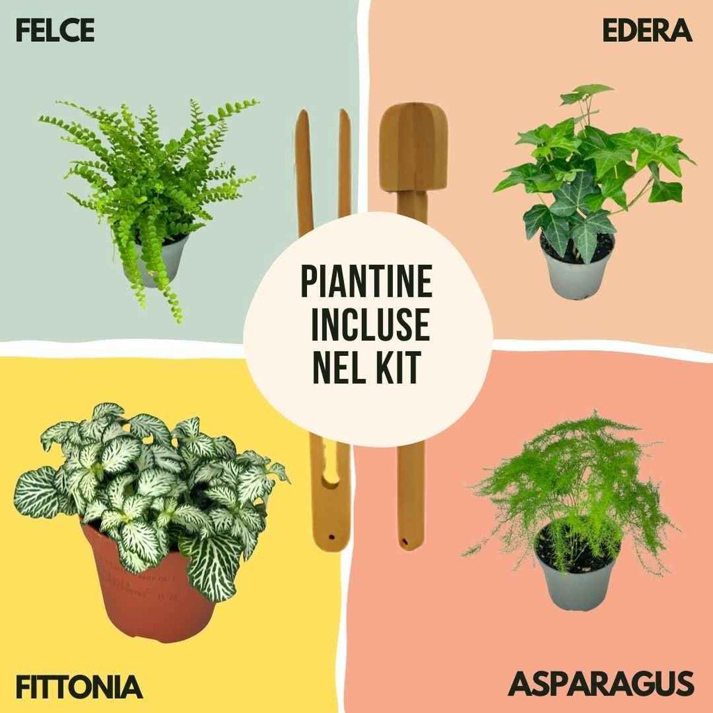 Kit Fai Da Te Terrarium Completo - Crea il Tuo Mini Giardino Elegante - Nootje store