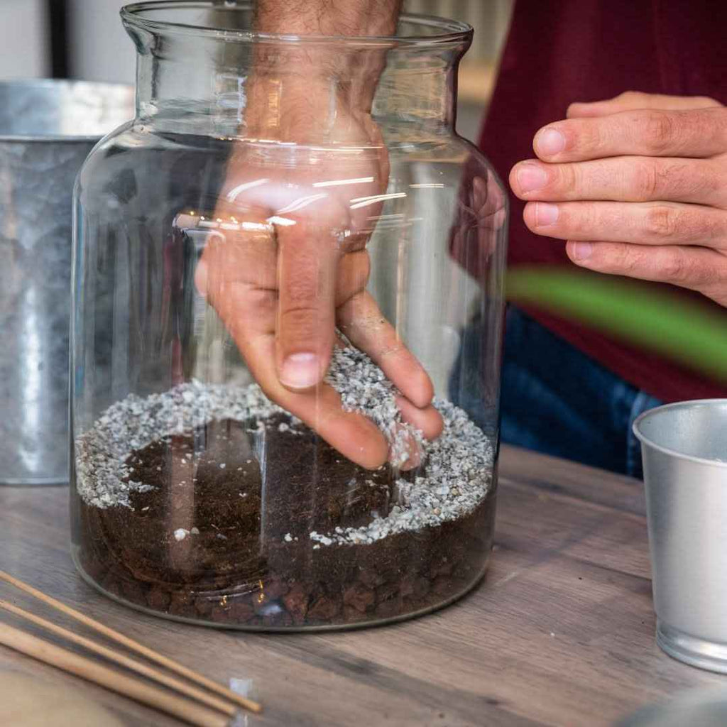 Kit per terrarium fai da con piantine senza contenitore