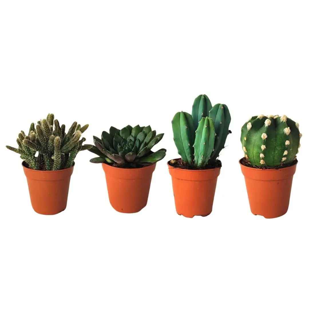 Kit piantine grasse per terrarium - Nootje store