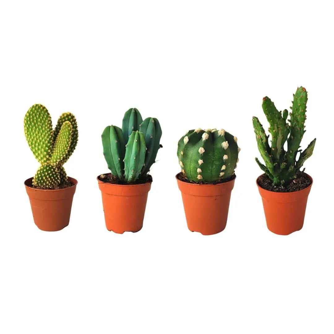 Kit piantine grasse per terrarium - Nootje store