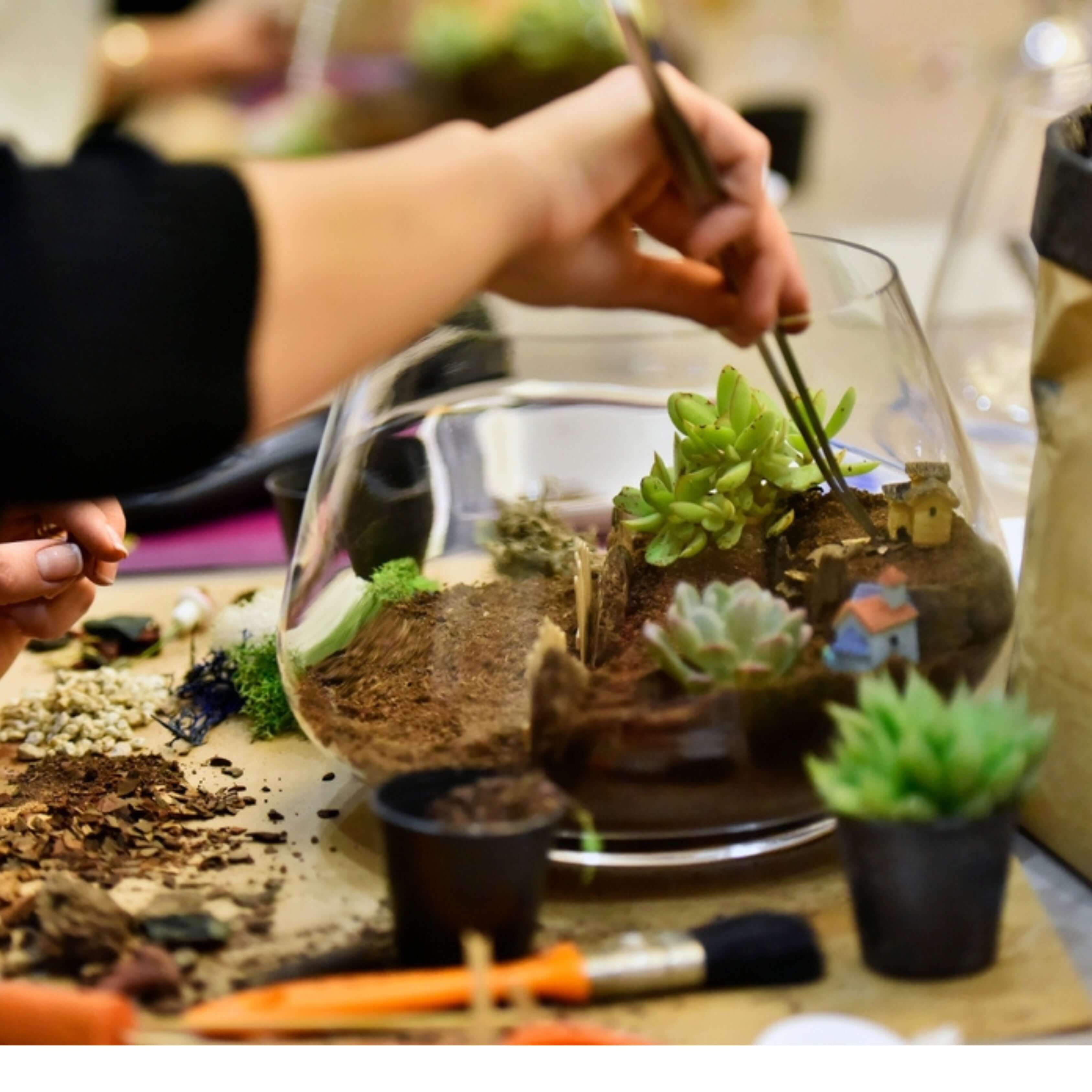 Kit terrarium fai da te con piante grasse completo - Nootje store