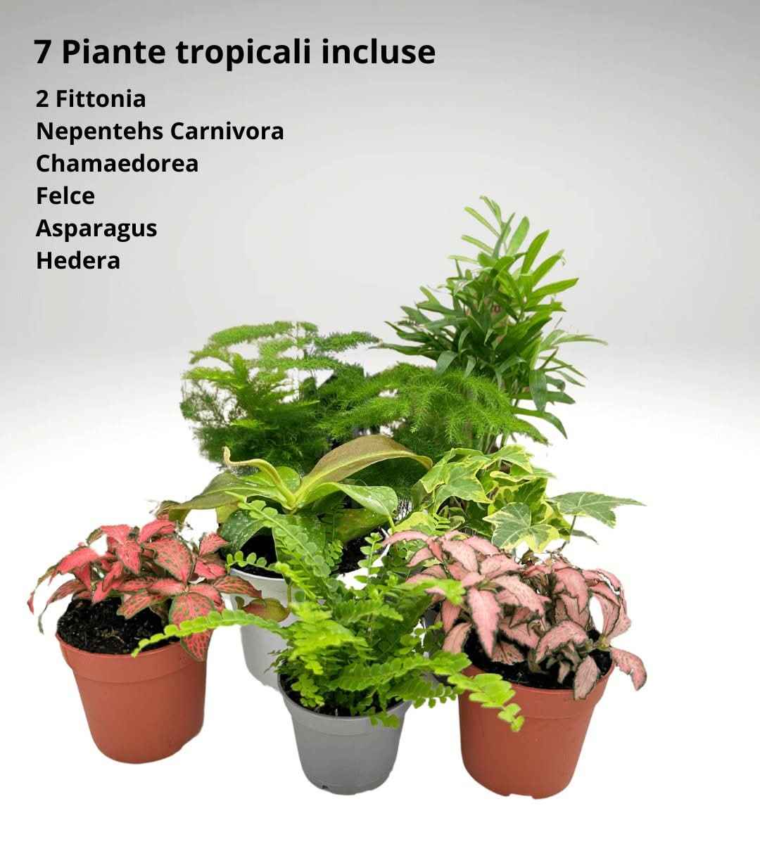 Kit Terrarium Fai Da Te Master | Il Super Kit per Creare un Giardino in Vetro Unico