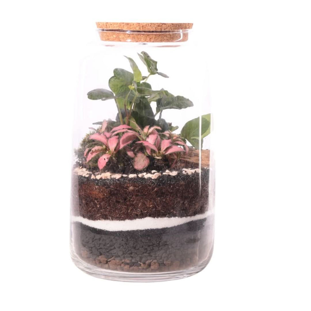Kit Terrarium Fai Da Te Nadia | Crea il Tuo Giardino da Interno - Nootje store