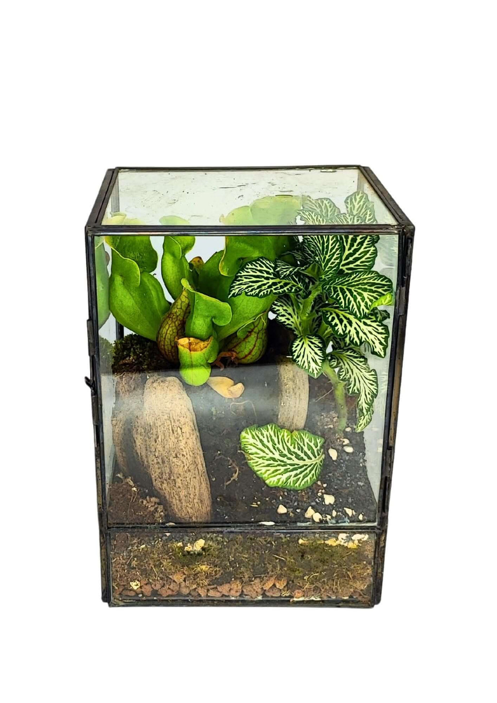 Kit Terrarium Geometrico Fai Da Te ADA | Crea il Tuo Giardino da Interno - Nootje store