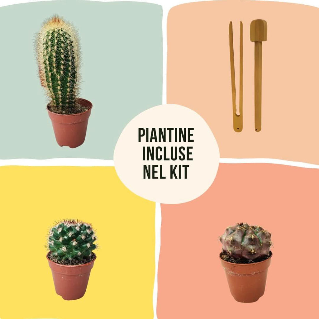 Kit Terrarium Geometrico Fai Da Te Beatrice Piante grasse - Nootje store