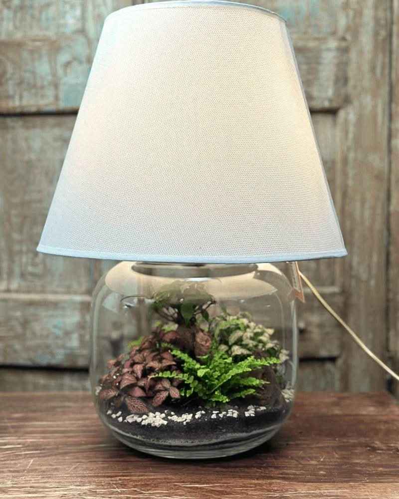 Kit Terrarium Lamparium Grande con piante verdi