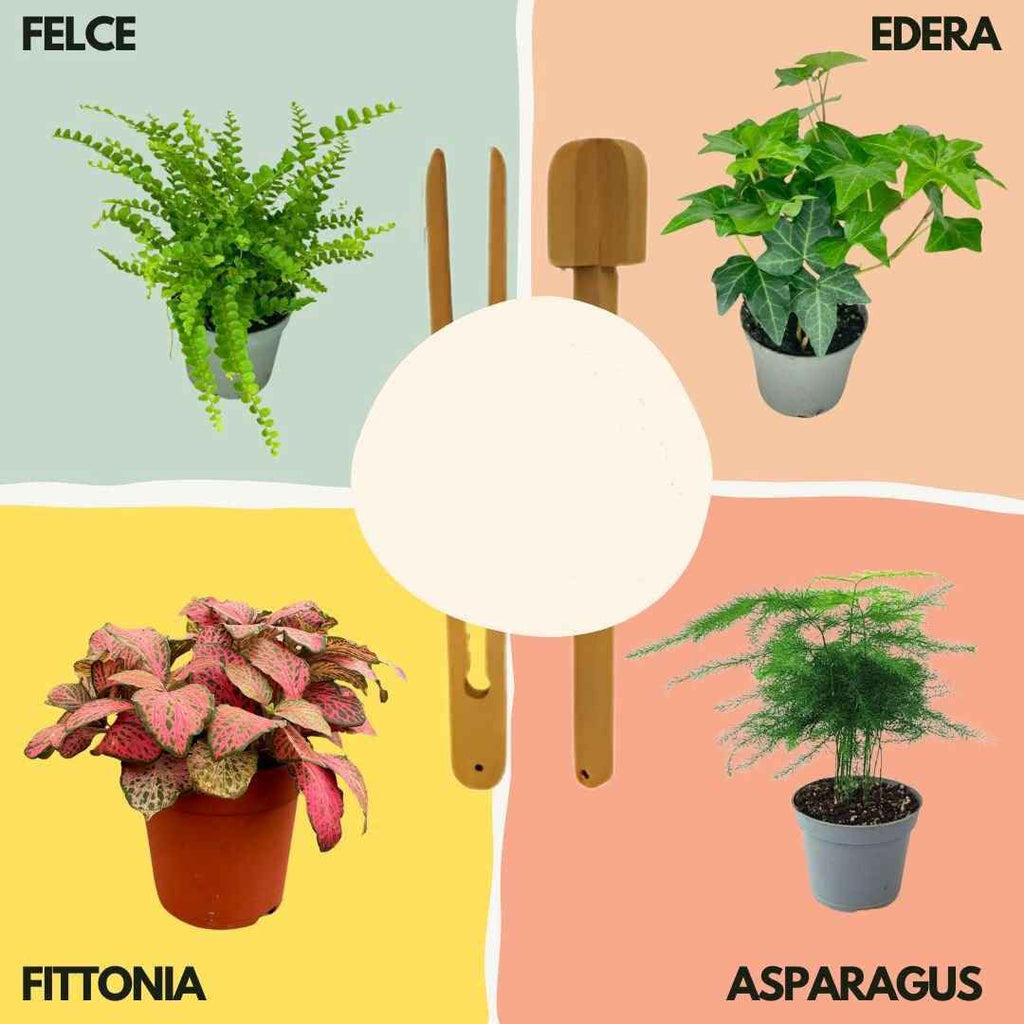 Kit per terrarium fai da con piantine senza contenitore