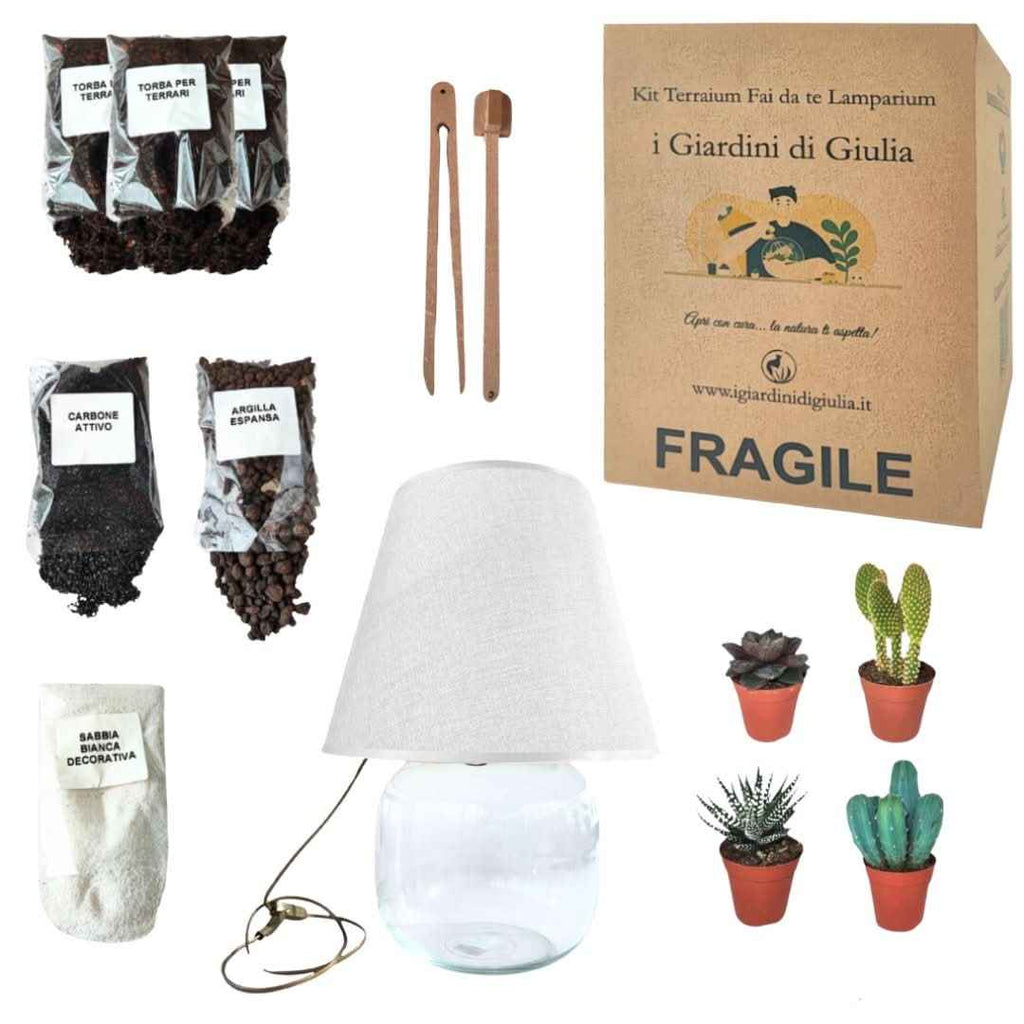 Kit Terrarium Lamparium Grande con piante grasse