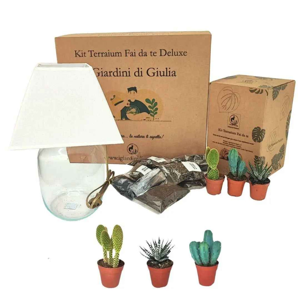Kit Terrarium Lamparium Medio con piante grasse - Nootje store