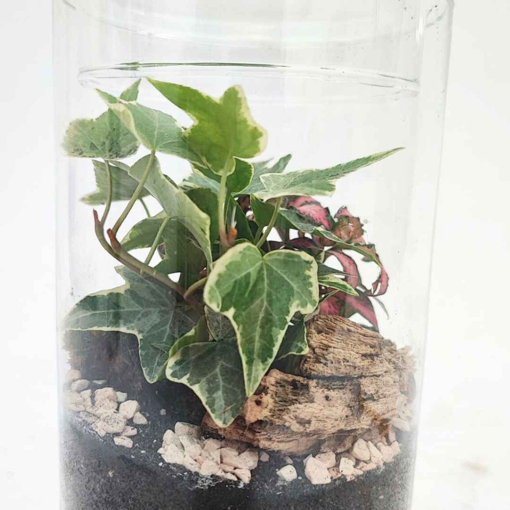 Terrarium chloe con piante verdi