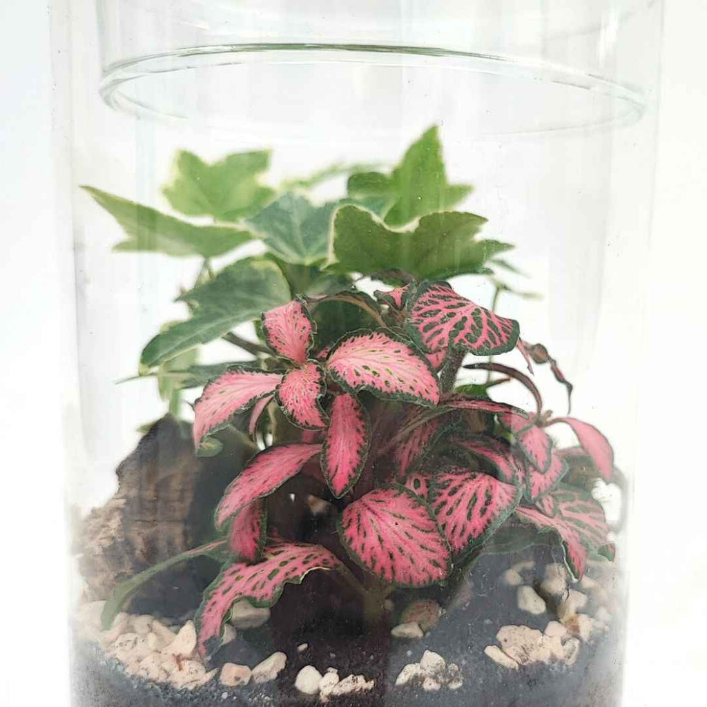 Terrarium chloe con piante verdi
