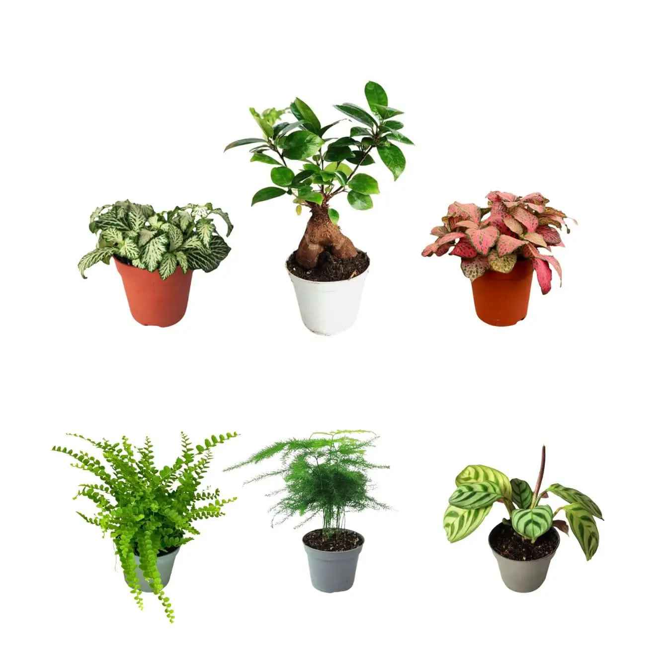 Set 6 piantine verdi per terrarium