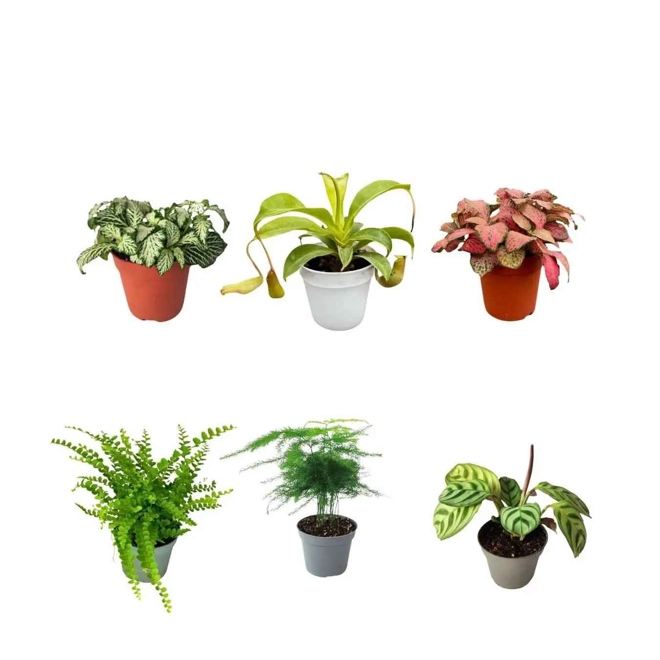 Set 6 piantine verdi per terrarium