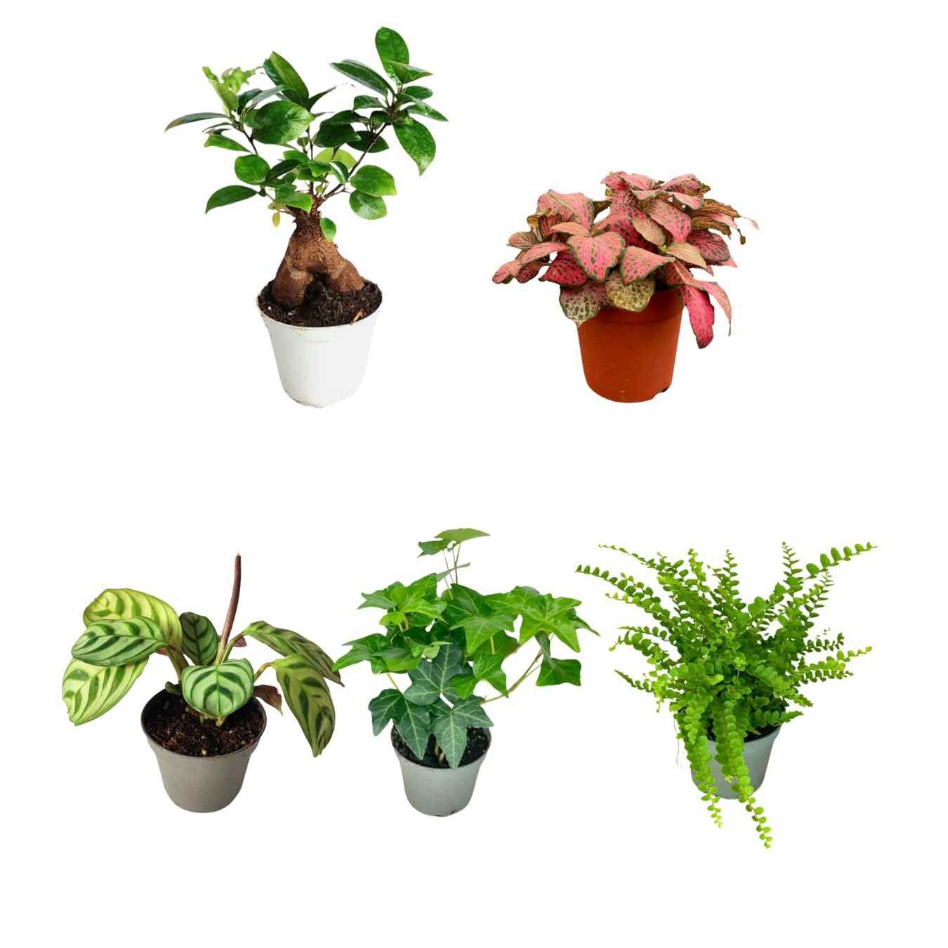 Set di 5 piantine per terrarium