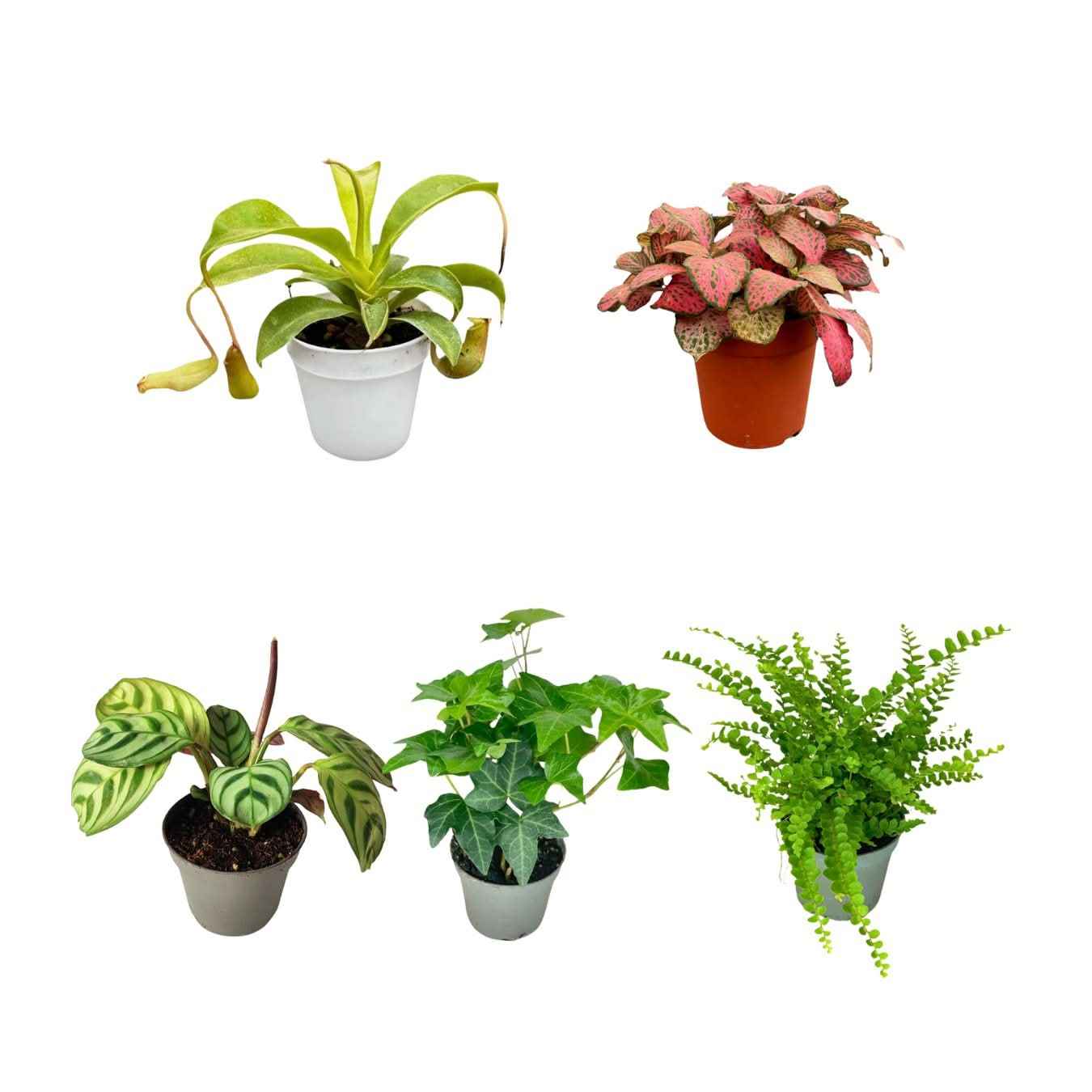 Set di 5 piantine per terrarium