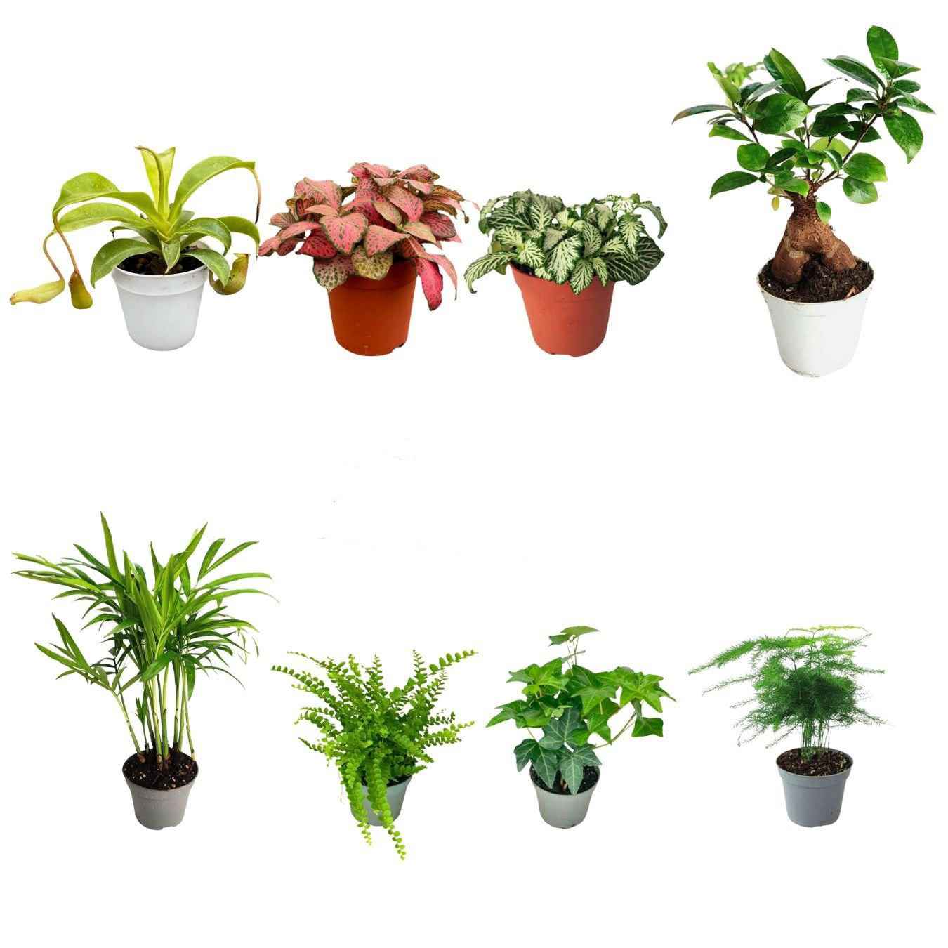Set di 8 Piante Verdi Tropicali per Terrarium - Nootje store