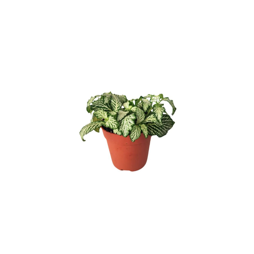 Set di 8 Piante Verdi Tropicali per Terrarium - Nootje store