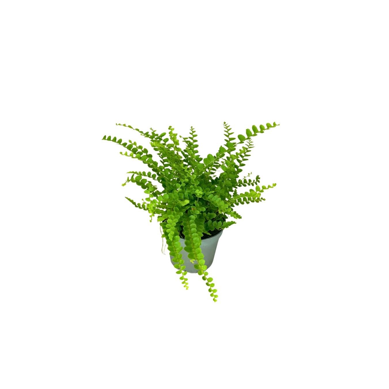 Set di 8 Piante Verdi Tropicali per Terrarium - Nootje store