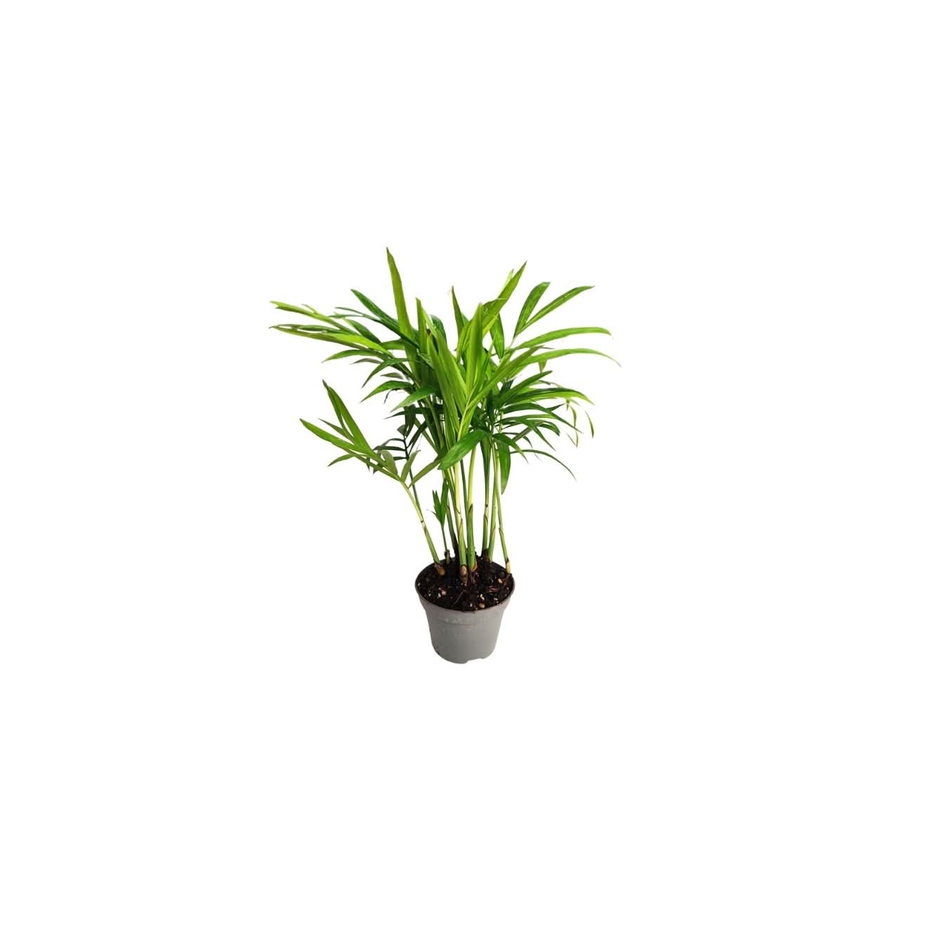 Set di 8 Piante Verdi Tropicali per Terrarium - Nootje store