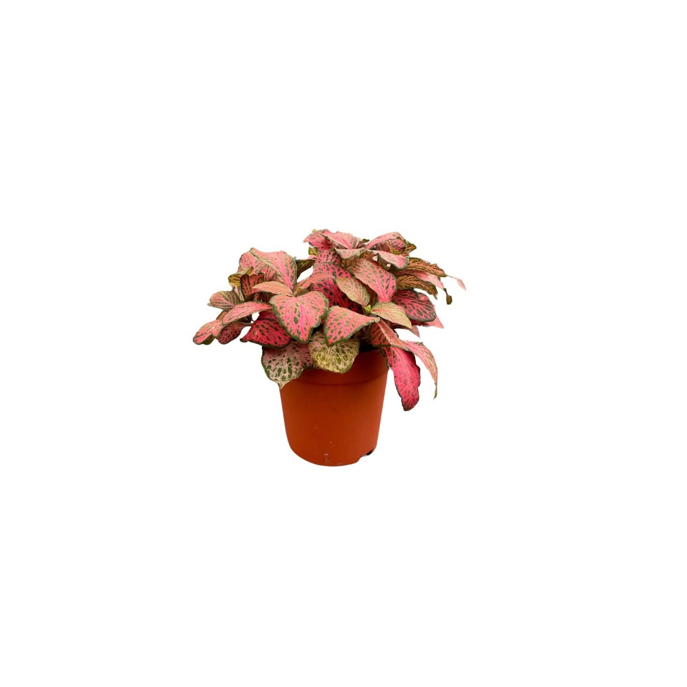 Set piante mix per terrarium - Nootje store