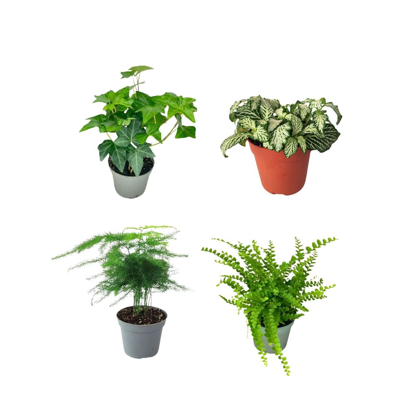 Set piante mix per terrarium - Nootje store